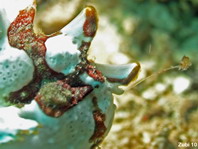 Antennarius maculatus - Warty Frogfish, Clown frogfish, Wartskin frogfish - Warzen Anglerfisch, Clown Anglerfisch) 