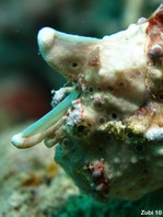 Antennarius maculatus - Warty Frogfish, Clown frogfish, Wartskin frogfish - Warzen Anglerfisch, Clown Anglerfisch) 