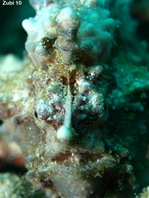 Antennarius maculatus - Warty Frogfish, Clown frogfish, Wartskin frogfish - Warzen Anglerfisch, Clown Anglerfisch) 