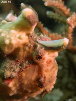 Antennarius maculatus - Warty Frogfish, Clown frogfish, Wartskin frogfish - Warzen Anglerfisch, Clown Anglerfisch) 