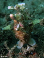 Antennarius maculatus - Warty Frogfish, Clown frogfish, Wartskin frogfish - Warzen Anglerfisch, Clown Anglerfisch) 