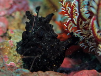 Antennarius maculatus - Warty Frogfish, Clown frogfish, Wartskin frogfish - Warzen Anglerfisch, Clown Anglerfisch) 