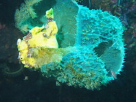 Antennarius maculatus - Warty Frogfish, Clown frogfish, Wartskin frogfish - Warzen Anglerfisch, Clown Anglerfisch) 