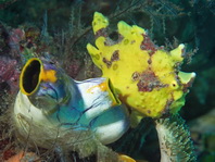 Antennarius maculatus - Warty Frogfish, Clown frogfish, Wartskin frogfish - Warzen Anglerfisch, Clown Anglerfisch) 