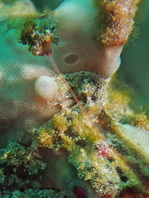 Antennarius maculatus
        Warty Frogfish (Clown frogfish) - Warzen Anglerfisch (Clown Anglerfisch) 