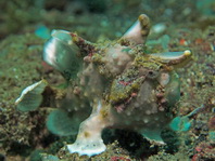 Antennarius maculatus - Warty Frogfish, Clown frogfish, Wartskin frogfish - Warzen Anglerfisch, Clown Anglerfisch) 