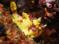 Antennarius maculatus - Warty Frogfish, Clown frogfish, Wartskin frogfish - Warzen Anglerfisch, Clown Anglerfisch) 