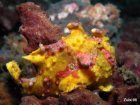 Antennarius maculatus - Warty Frogfish, Clown frogfish, Wartskin frogfish - Warzen Anglerfisch, Clown Anglerfisch) 