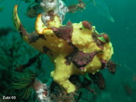 Antennarius maculatus - Warty Frogfish, Clown frogfish, Wartskin frogfish - Warzen Anglerfisch, Clown Anglerfisch) 