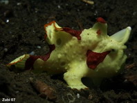 Galoppierender Gelber Warzen Anglerfisch (Antennarius maculatus)