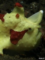 Antennarius maculatus - Warty Frogfish, Clown frogfish, Wartskin frogfish - Warzen Anglerfisch, Clown Anglerfisch) 