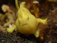 Warty frogfish (Clown frogfish) - Antennarius maculatus - Warzen Anglerfisch 