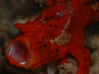 Warty frogfish (Clown frogfish) - <em>Antennarius maculatus</em> - Warzen Anglerfisch 