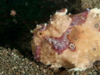 4 <em>Antennarius maculatus</em> - thumbnail picture / Kleinbild