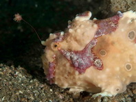 4 <em>Antennarius maculatus</em> - thumbnail picture / Kleinbild