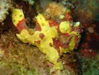 Warty frogfish (Clown frogfish) - <em>Antennarius maculatus</em> - Warzen Anglerfisch 