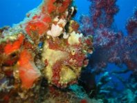 Warty frogfish (Clown frogfish) - <em>Antennarius maculatus</em> - Warzen Anglerfisch 