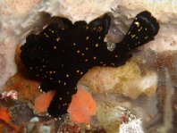 Warty frogfish (Clown frogfish) - <em>Antennarius maculatus</em> - Warzen Anglerfisch 