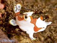 Warty frogfish (Clown frogfish) - Antennarius maculatus - Warzen Anglerfisch 