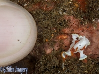 Warty frogfish (Clown frogfish) - Antennarius maculatus - Warzen Anglerfisch 