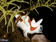 Warty frogfish (Clown frogfish) - Antennarius maculatus - Warzen Anglerfisch 