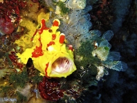 Warty frogfish (Clown frogfish) - <em>Antennarius maculatus</em> - Warzen Anglerfisch 