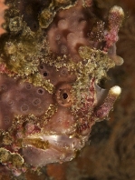 Warty frogfish (Clown frogfish) - <em>Antennarius maculatus</em> - Warzen Anglerfisch 