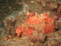 Warty frogfish (Clown frogfish) - <em>Antennarius maculatus</em> - Warzen Anglerfisch 