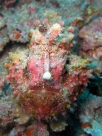 Warty frogfish (Clown frogfish) - <em>Antennarius maculatus</em> - Warzen Anglerfisch 