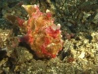 Antennarius maculatus (Warty Frogfish, Clown frogfish - Warzen Anglerfisch, Clown Anglerfisch)