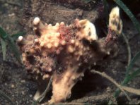 Warty frogfish (Clown frogfish) - <em>Antennarius maculatus</em> - Warzen Anglerfisch 