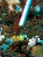 Warty frogfish (Clown frogfish) - Antennarius maculatus - Warzen Anglerfisch 