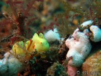 Warty frogfish (Clown frogfish) - Antennarius maculatus - Warzen Anglerfisch 