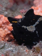 Warty frogfish (Clown frogfish) - <em>Antennarius maculatus</em> - Warzen Anglerfisch 