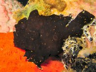 Warty frogfish (Clown frogfish) - <em>Antennarius maculatus</em> - Warzen Anglerfisch 