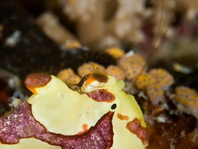 Warty frogfish (Clown frogfish) - <em>Antennarius maculatus</em> - Warzen Anglerfisch 