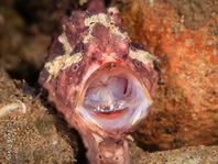 Warty frogfish (Clown frogfish) - <em>Antennarius maculatus</em> - Warzen Anglerfisch 