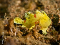 Warty frogfish (Clown frogfish) - <em>Antennarius maculatus</em> - Warzen Anglerfisch 