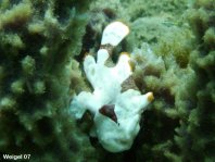 Baby Warzen-Anglerfisch (Antennarius maculatus) immer noch sehr klein