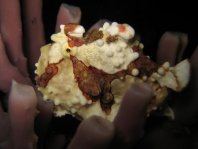 Warty frogfish (Clown frogfish) - <em>Antennarius maculatus</em> - Warzen Anglerfisch 