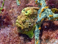 Longlure frogfish / Augenfleck Anglerfisch (<em>Antennarius multiocellatus</em> )