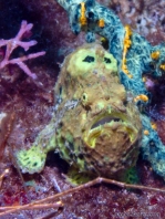 Antennarius multiocellatus (Longlure frogfish - Augenfleck Anglerfisch - Martín pescador, pescador caña larga)