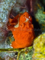 Longlure frogfish / Augenfleck Anglerfisch (<em>Antennarius multiocellatus</em> )