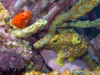 Longlure frogfish / Augenfleck Anglerfisch (<em>Antennarius multiocellatus</em> )