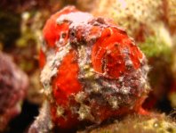 Longlure frogfish / Augenfleck Anglerfisch (<em>Antennarius multiocellatus</em> )