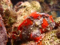 Longlure frogfish / Augenfleck Anglerfisch (<em>Antennarius multiocellatus</em> )