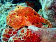 Longlure frogfish / Augenfleck Anglerfisch (<em>Antennarius multiocellatus</em> )