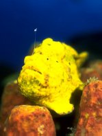 Antennarius multiocellatus (Longlure frogfish - Augenfleck Anglerfisch - Martín pescador, pescador caña larga)