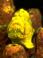 Antennarius multiocellatus (Longlure frogfish - Augenfleck Anglerfisch - Martín pescador, pescador caña larga)