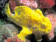 Antennarius multiocellatus (Longlure frogfish - Augenfleck Anglerfisch - Martín pescador, pescador caña larga)